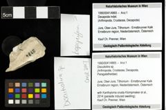 Foto (Objekt + Etiketten) von Discutiolira sp. 